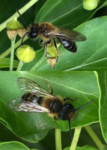 Andrena sp.